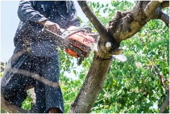 tree services Fox Chapel